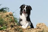 BORDER COLLIE 557